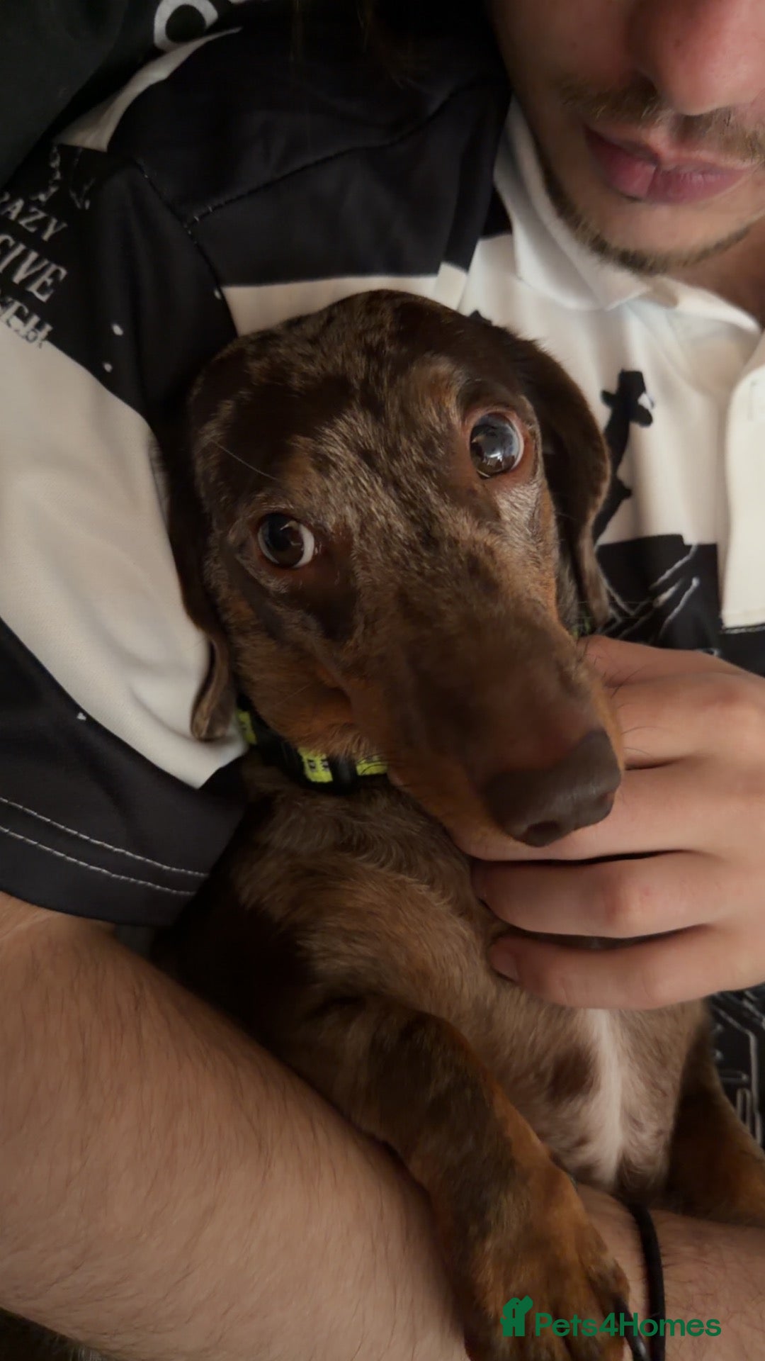 Miniature Dachshund dogs Miniature smooth coat silver dapple dachshund  - Advert 4