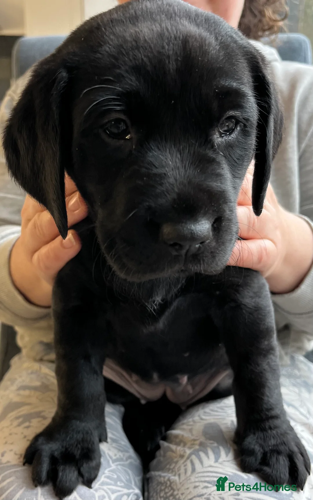 Labrador Retriever dogs for sale: Black Labrador puppies - Advert 2