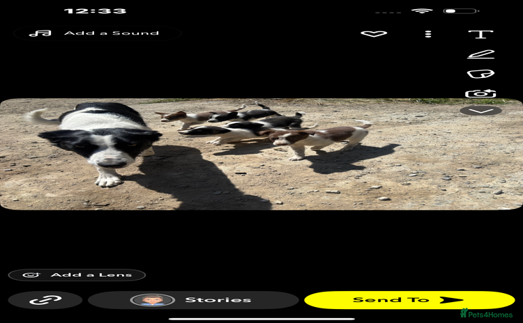 Border Collie dogs - Advert 4
