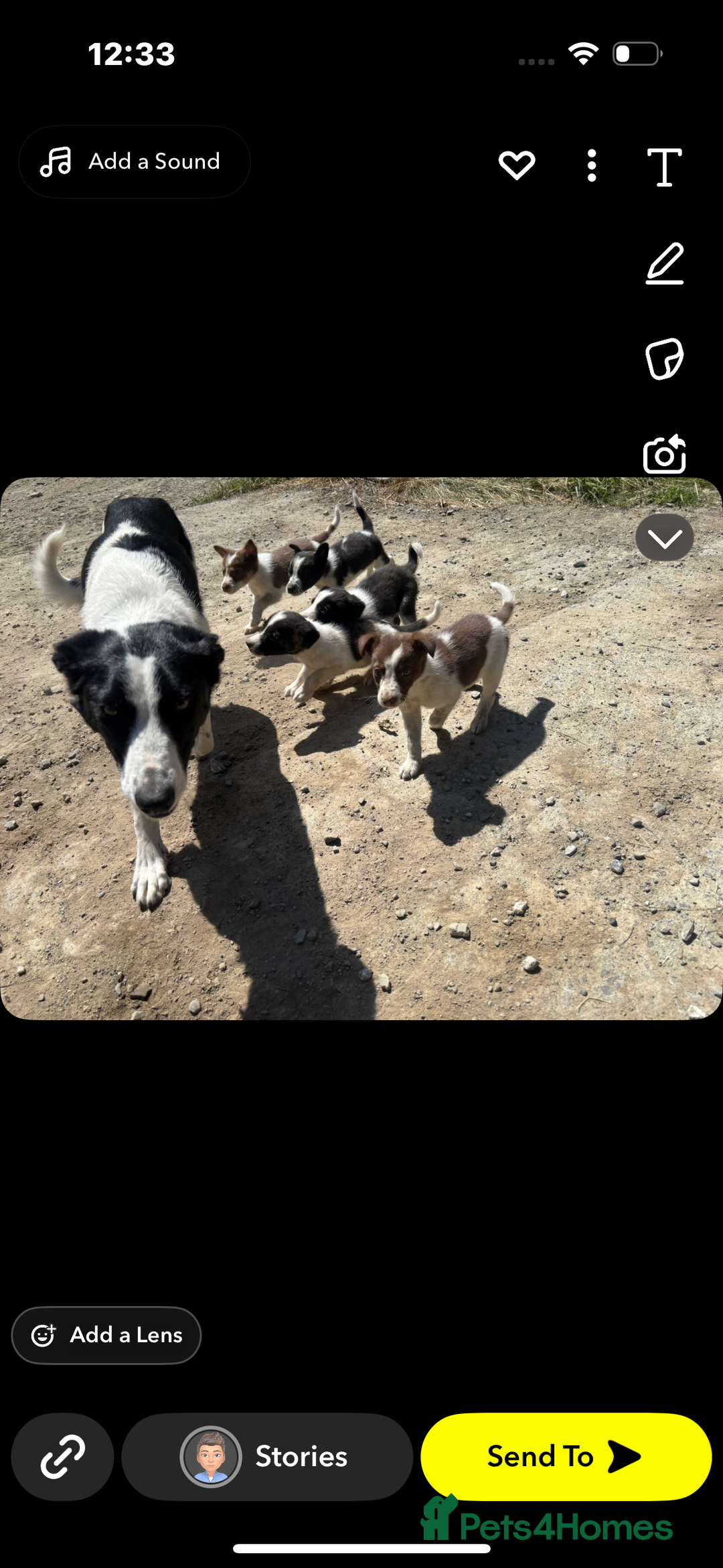 Border Collie dogs for sale: Beautiful pups looking for new home🐶 - Image 1