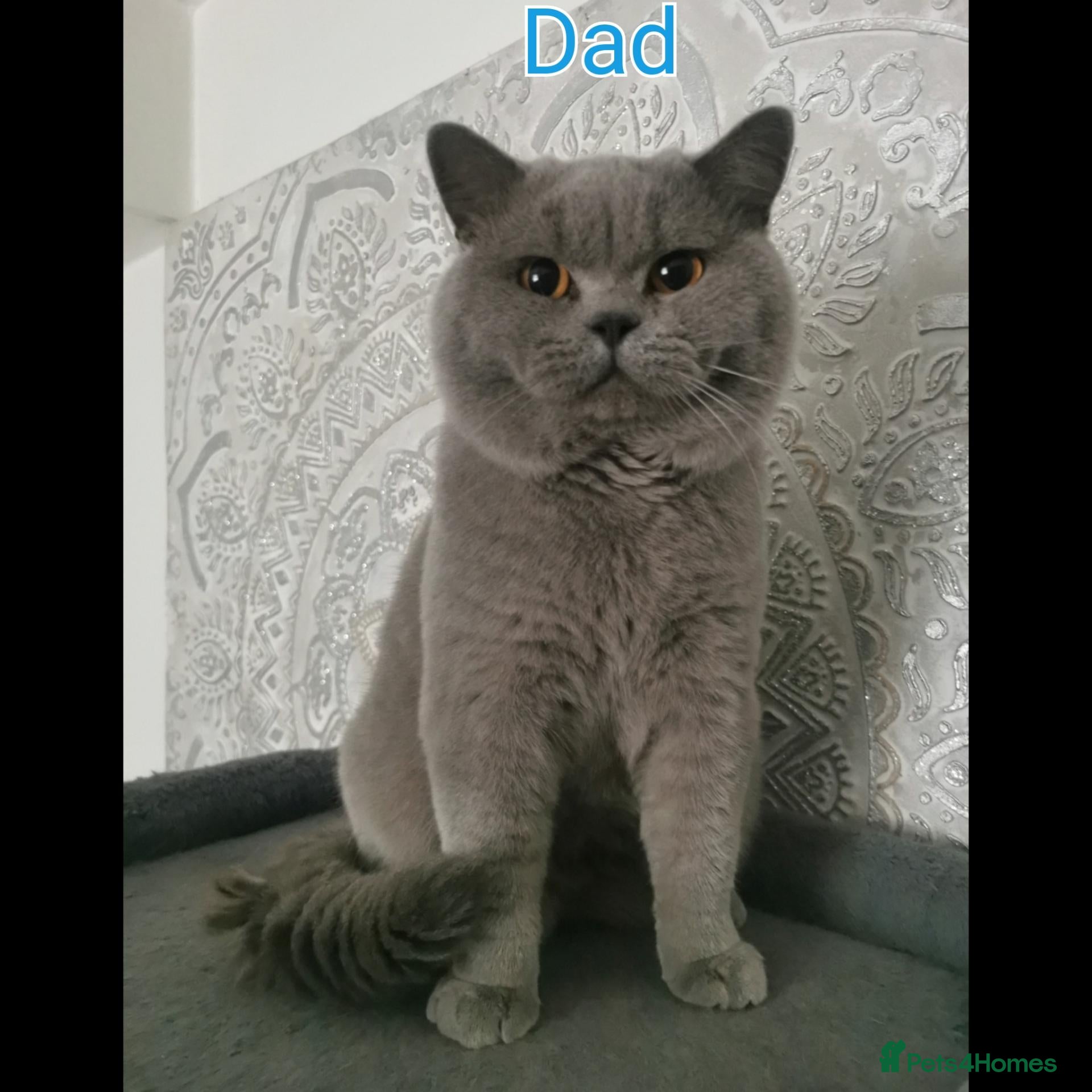 British Shorthair cats BSH🇬🇧👑🇬🇧💙British Shorthair😻💙 Gccf chunky  - Advert 2
