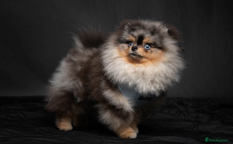 Pomeranian dogs in Wolverhampton - Advert 15