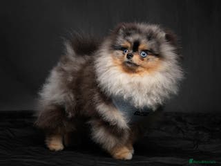 Pomeranian dogs PERFECT MERLE STUD🌎 experienced ✅ proven✅ in Wolverhampton - Advert 6