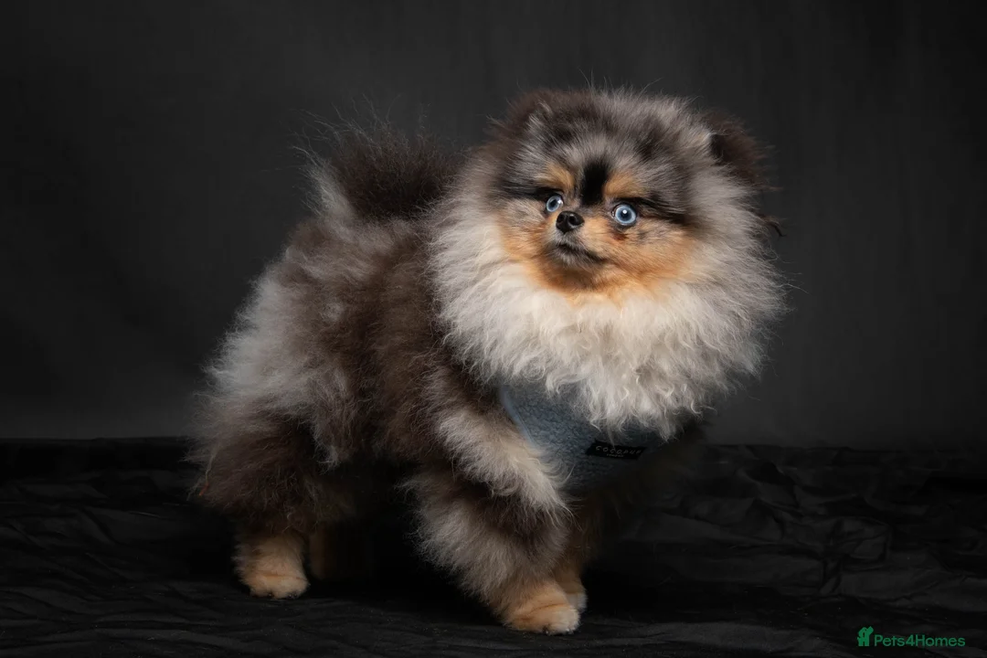 Pomeranian dogs for stud: PERFECT MERLE STUD🌎 experienced ✅ proven✅ in Wolverhampton - Advert 1