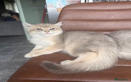 British Shorthair cats for sale: Top quality Champion Gccf british shorthair - Image 29