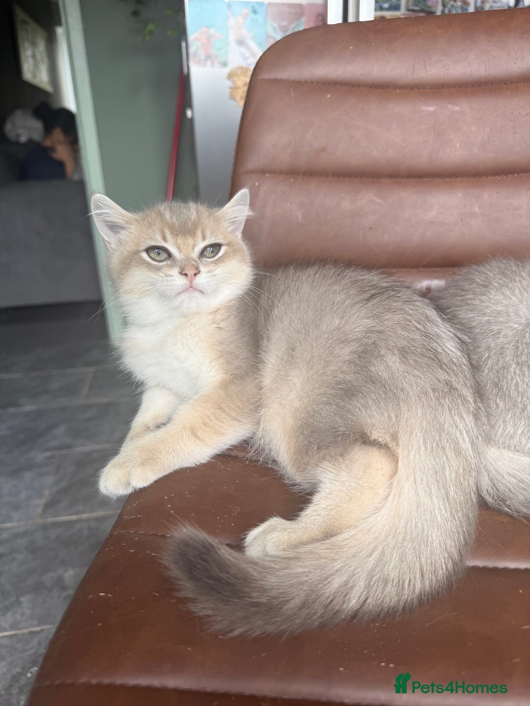 British Shorthair cats for sale: Top quality Champion Gccf british shorthair - Image 29
