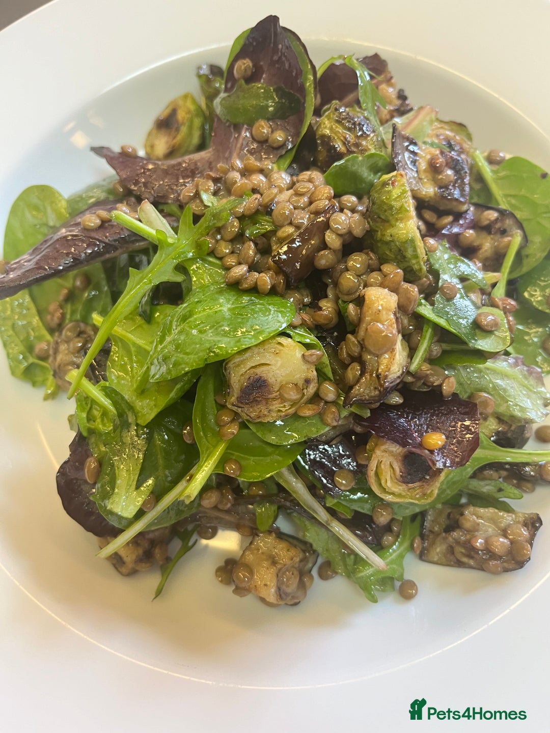 Siberian cats for sale: Pure Neva Masquerade Siberian - Image 2