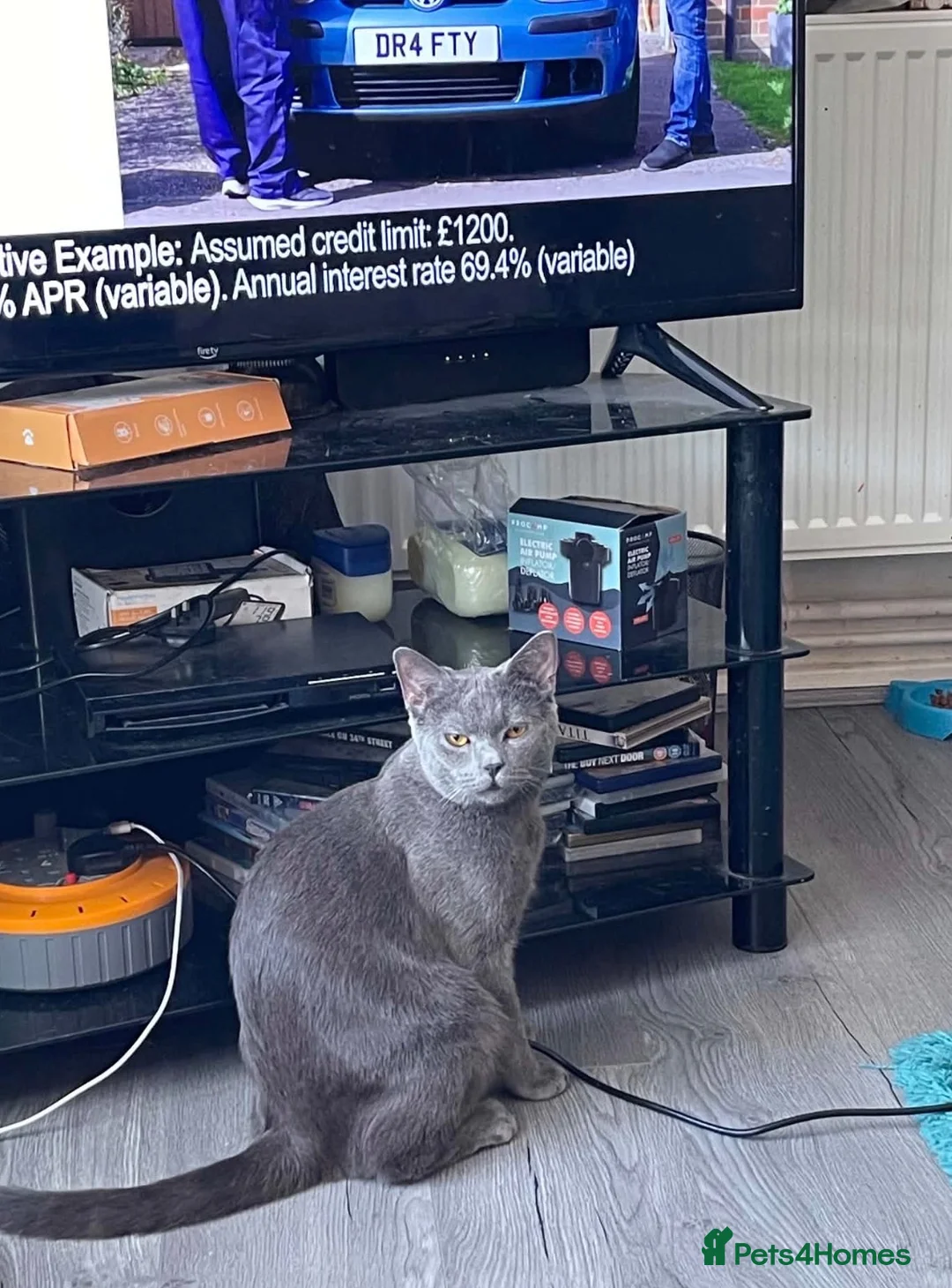 British Shorthair cats for sale: Lovely Male British Shorthair - Advert 2