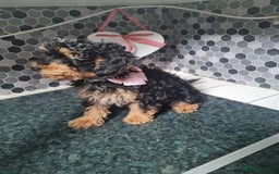 Toy Poodle dogs for sale: 4 beautiful girls, toy poodle puppies  - Image 3
