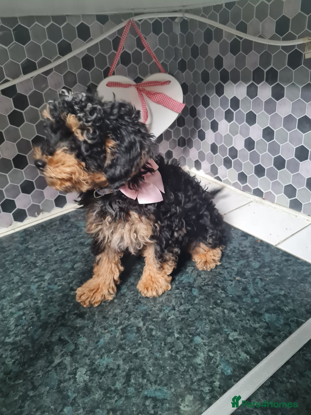 Toy Poodle dogs for sale: 4 beautiful girls, toy poodle puppies  - Image 3