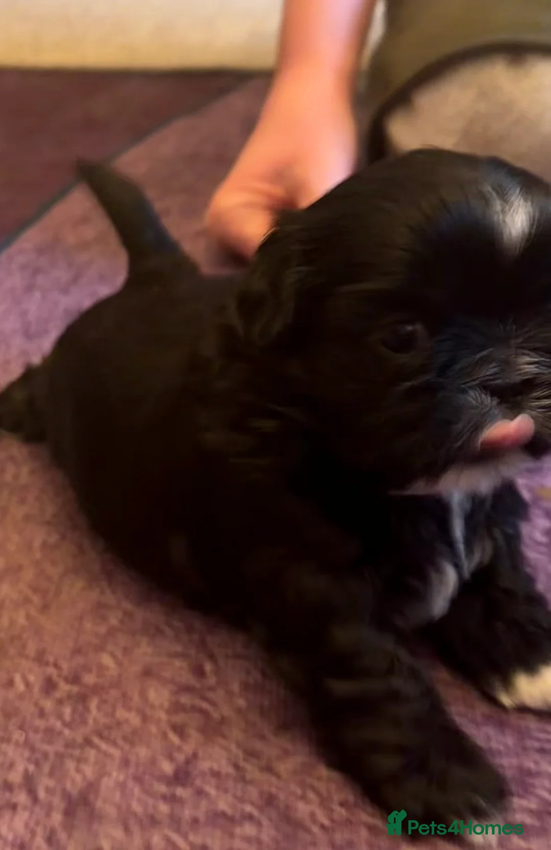 Shih Tzu dogs for sale: Beautiful Shih Tzu’s - STUNNING pure breds - Advert 17