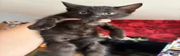 Mixed Breed cats for sale: Three beautiful little girls  - Advert 6