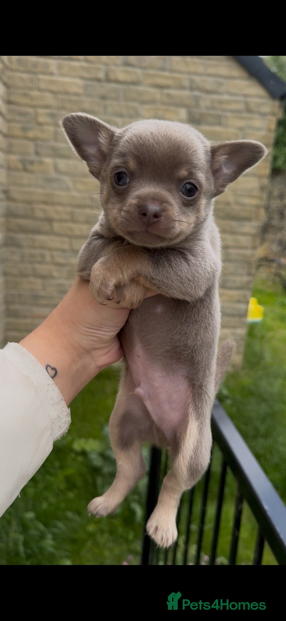 Chihuahua dogs X2 chihuahua puppy’s 🩵🩷(Ready to leave in 2 week - Advert 21