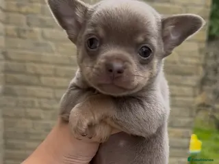 Chihuahua dogs X2 chihuahua puppy’s 🩵🩷(Ready to leave) - Advert 18