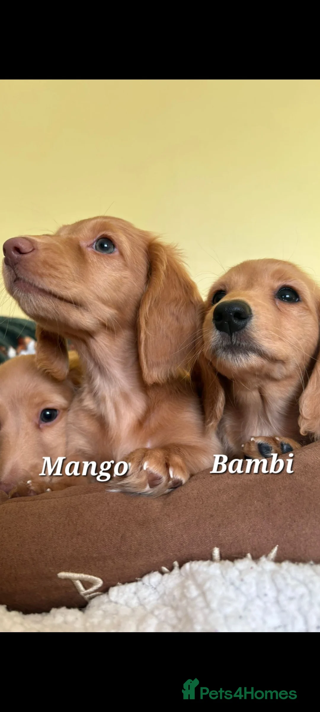 Dachshund dogs for sale: Long Haired KC Miniature Dachshund(LAST BOY) - Advert 18