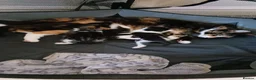 Domestic Shorthair cats for sale: Stunning litter of 4 - Advert 24