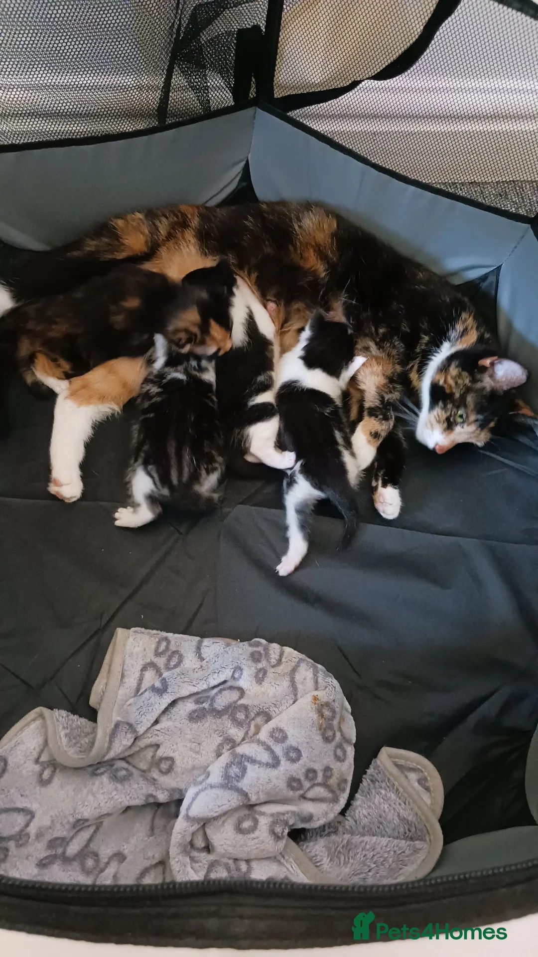 Domestic Shorthair cats for sale: Stunning litter of 4 - Advert 24