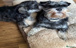 Miniature Schnauzer dogs for sale:  kc/Bva eye tested clear vet checked & certificate - Advert 1