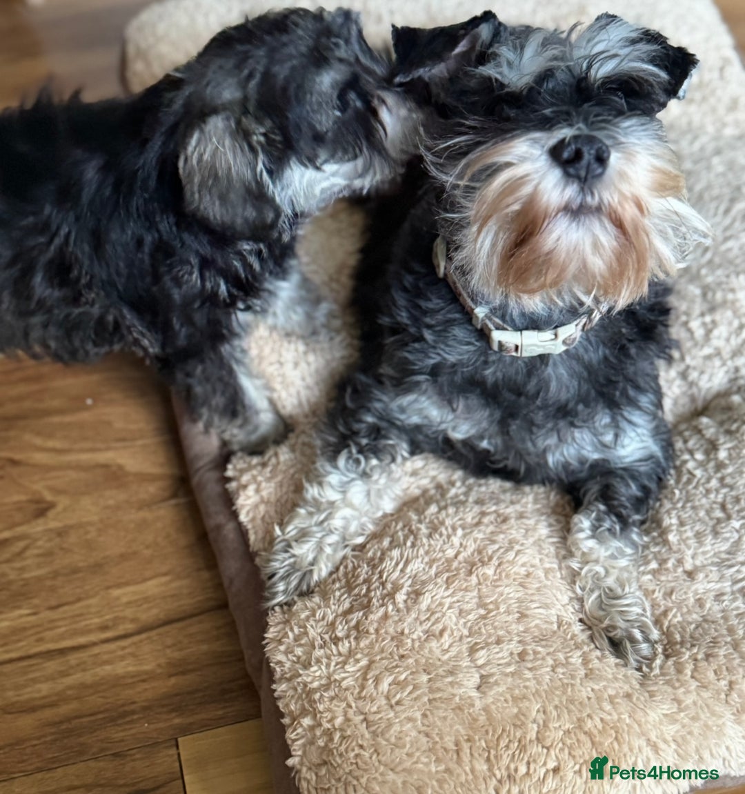 Miniature Schnauzer dogs for sale:  kc/Bva eye tested clear vet checked & certificate - Advert 1