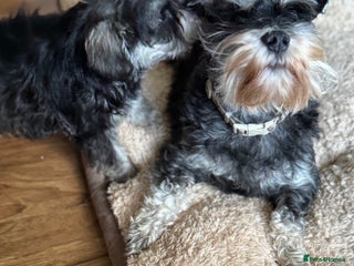 Miniature Schnauzer dogs kc/Bva eye tested clear vet checked & certificate - Advert 3