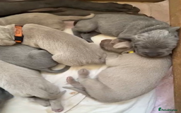 Weimaraner dogs for sale: M & F BLUE and SILVER KC proven bloodline.  - Image 1