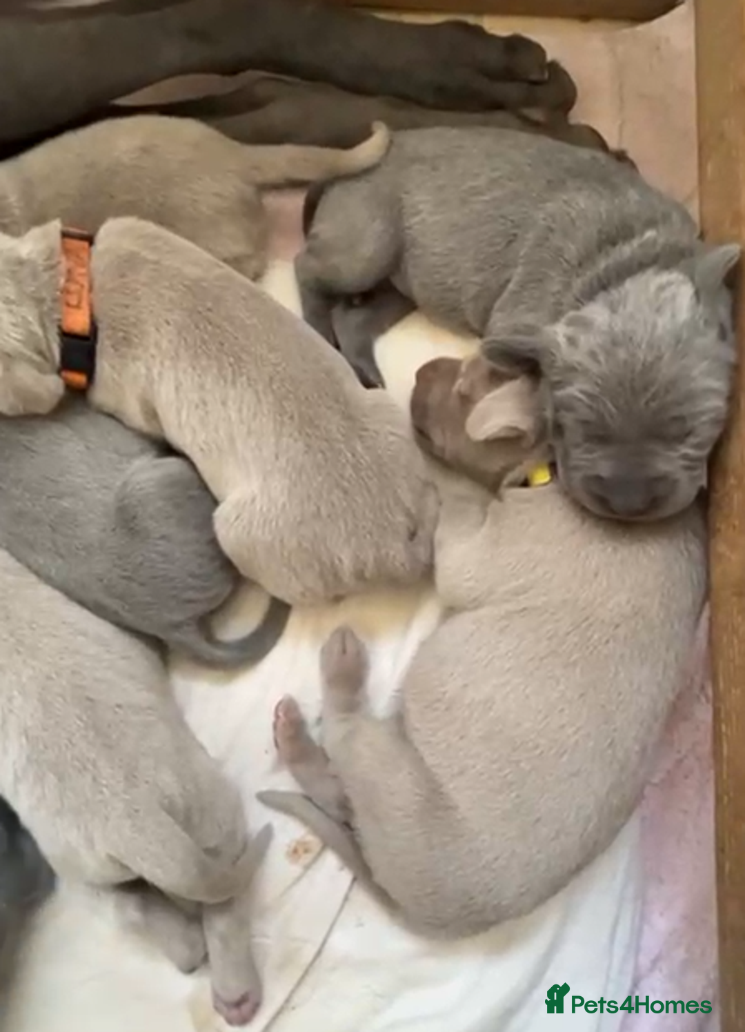 Weimaraner dogs for sale: M & F BLUE and SILVER KC proven bloodline.  - Image 1