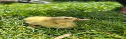 Ducks poultry for sale: Indian runner ducklings  - Advert 4