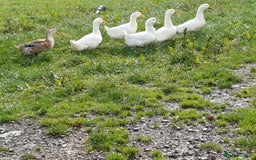 Ducks poultry for sale: Flock of 10 ducks, to be sold together 🦆 - Image 2