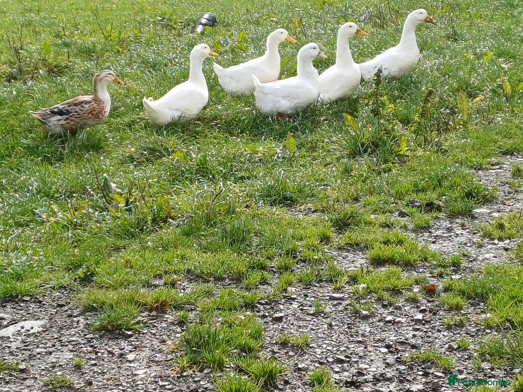 Ducks poultry for sale: Flock of 10 ducks, to be sold together 🦆 - Image 2