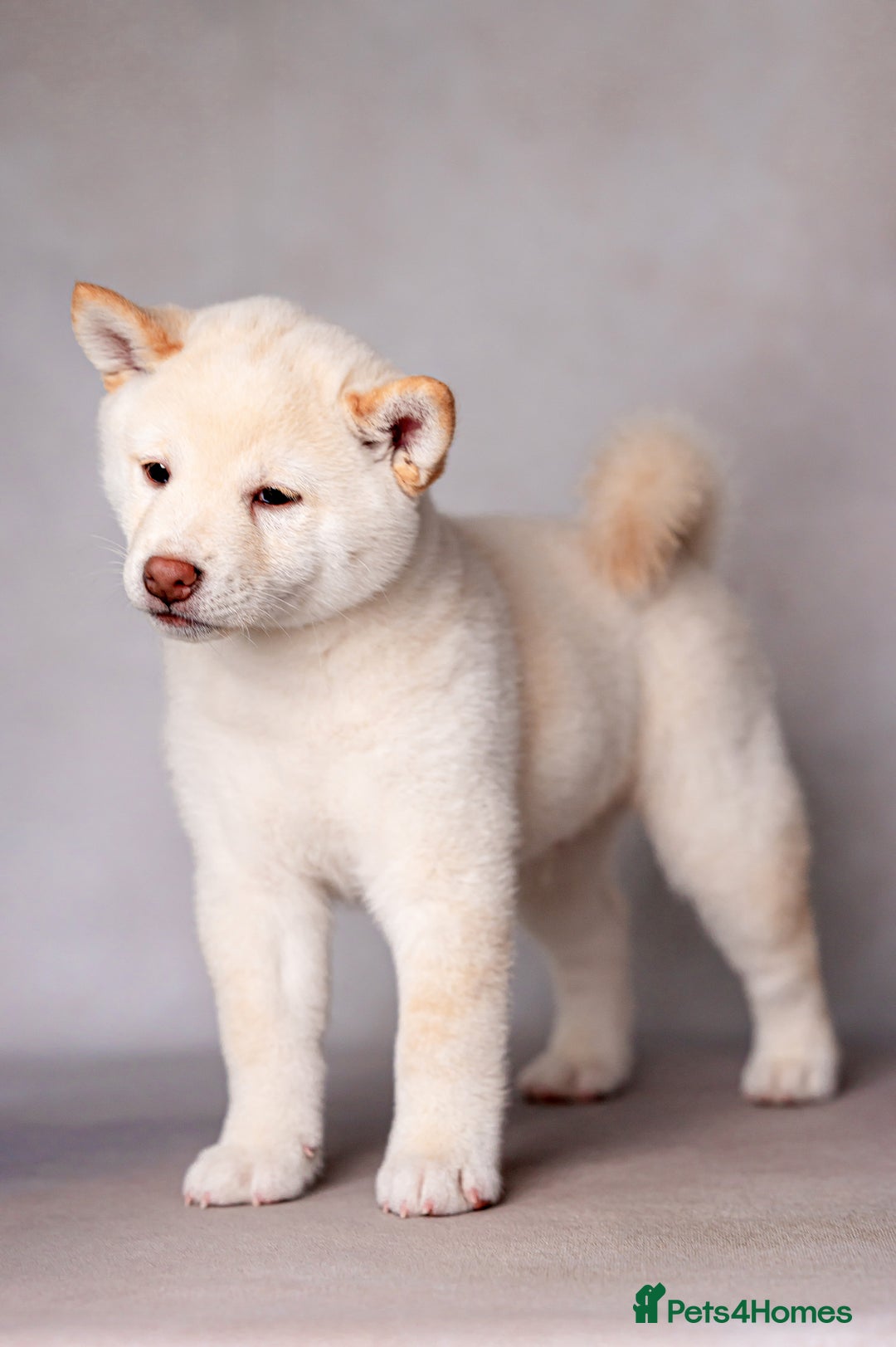 Japanese Shiba Inu dogs for sale: Beautiful Cream Shiba Inu boy for sale  - Image 10