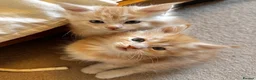 Maine Coon cats for sale: (All now reserved)GCCF Champion Maine Coon Kittens - Advert 5