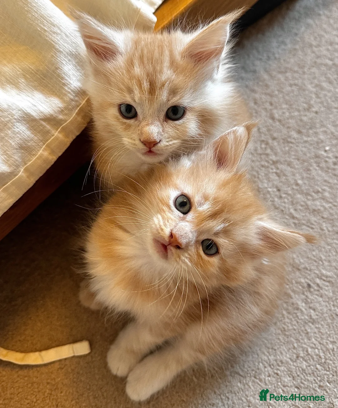 Maine Coon cats for sale: (All now reserved)GCCF Champion Maine Coon Kittens - Advert 5