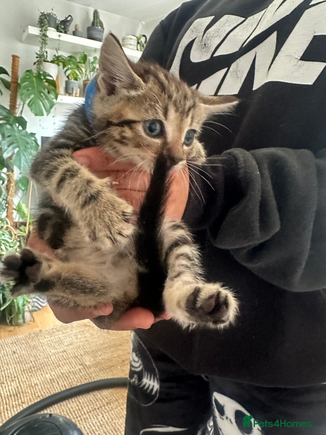 Mixed Breed cats for sale: 3 Beautiful Kittens Remaining  - Image 28