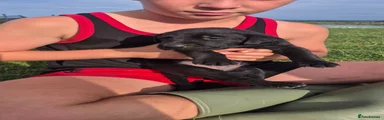 Labrador Retriever 2