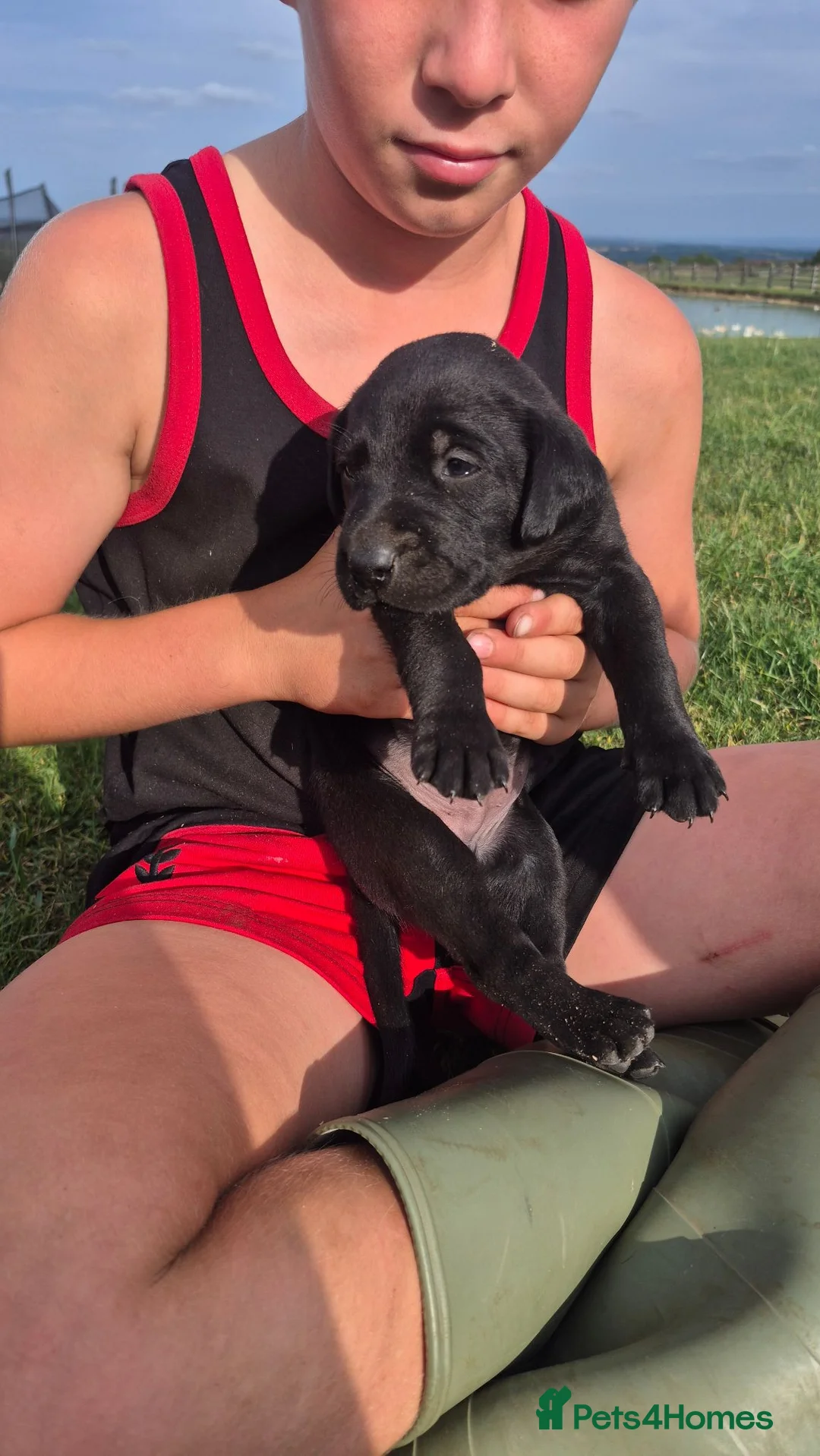 Labrador Retriever dogs for sale: Stunning labrador puppies in Ashbourne - Advert 2
