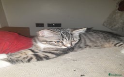 Mixed Breed cats for sale: Adorable Kittens♥️ - Image 11