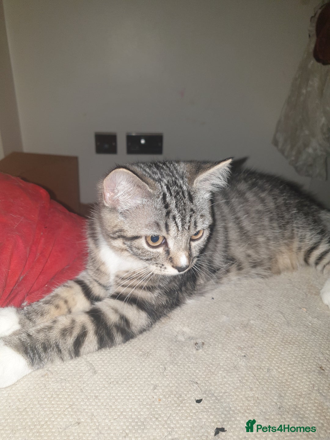 Mixed Breed cats for sale: Adorable Kittens♥️ - Image 11