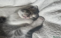 Domestic Shorthair cats for sale: 4 gorgeous kittens for sale - Image 8
