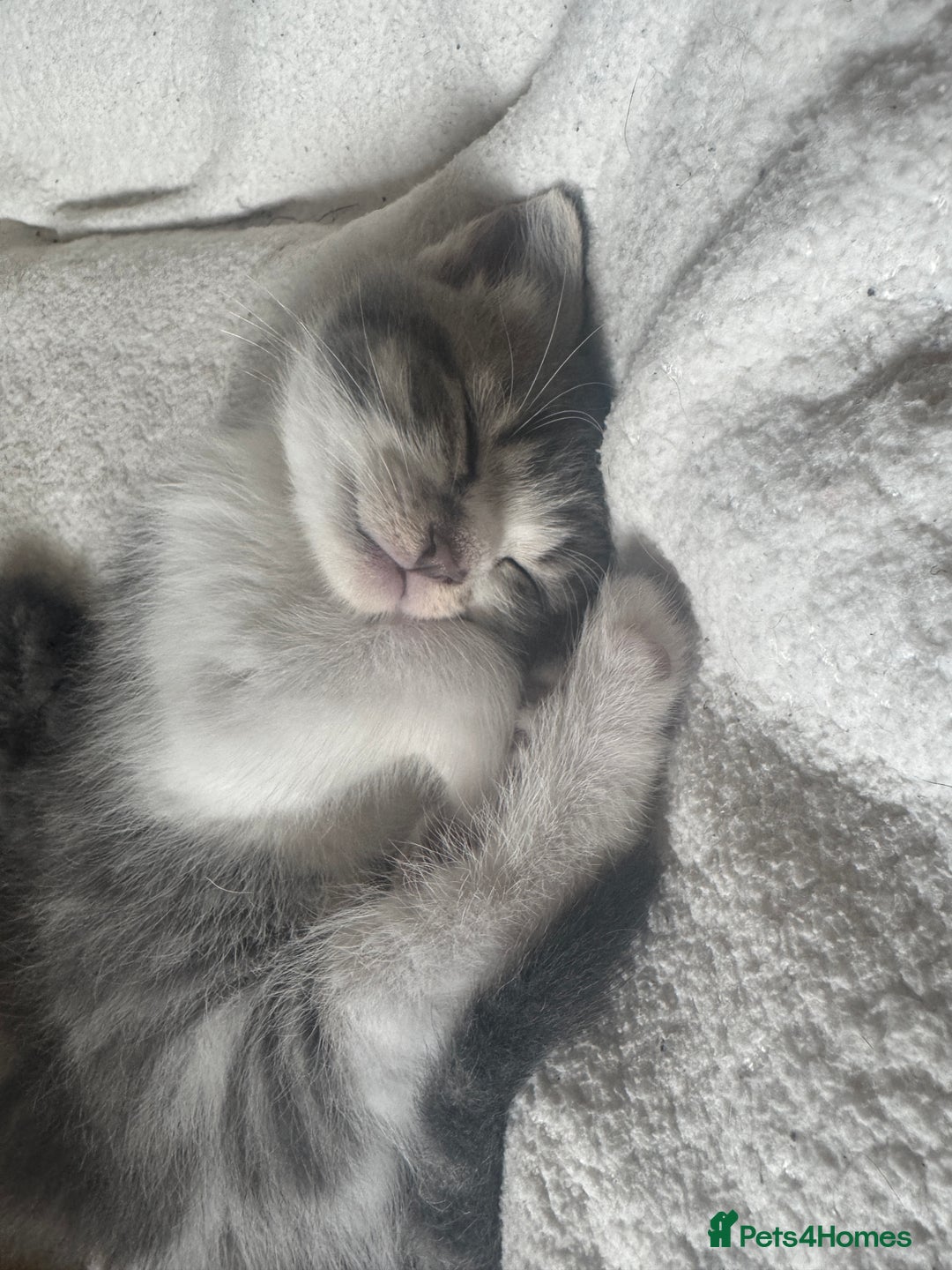 Domestic Shorthair cats for sale: 4 gorgeous kittens for sale - Image 8