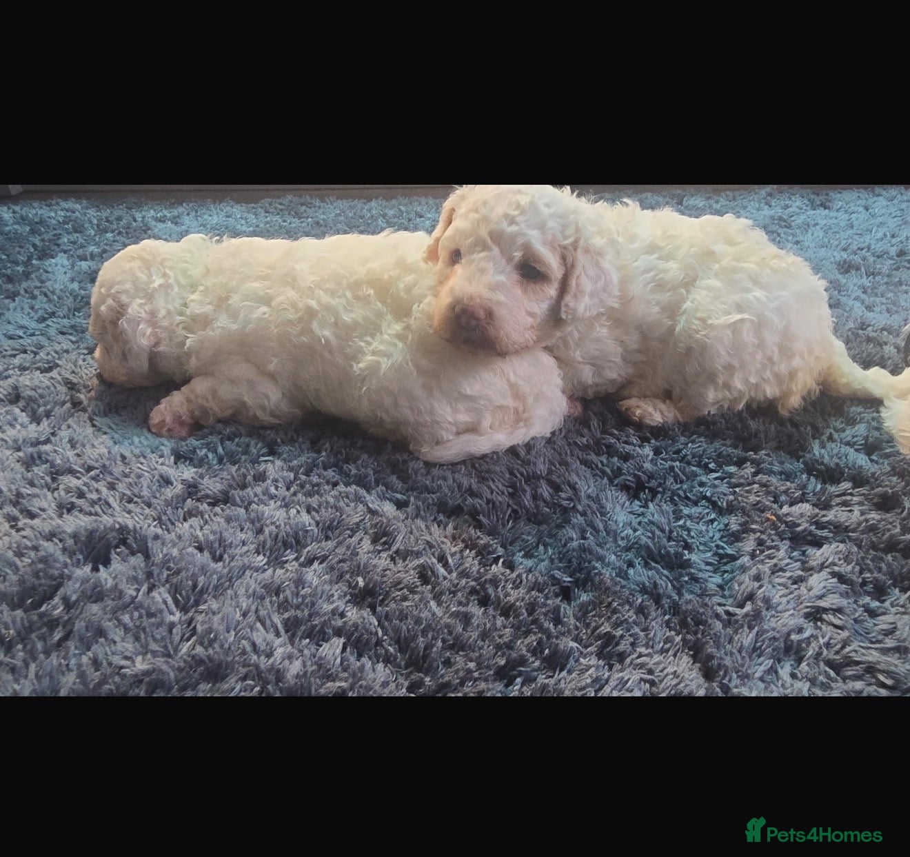Maltipoo dogs for sale: Beautiful maltipoo puppies - Advert 18