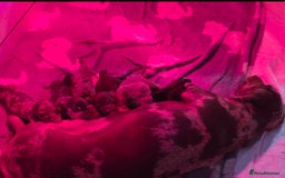 Miniature Dachshund dogs for sale: 3 left mini dachshund BOYS KC READY NOW   - Image 2