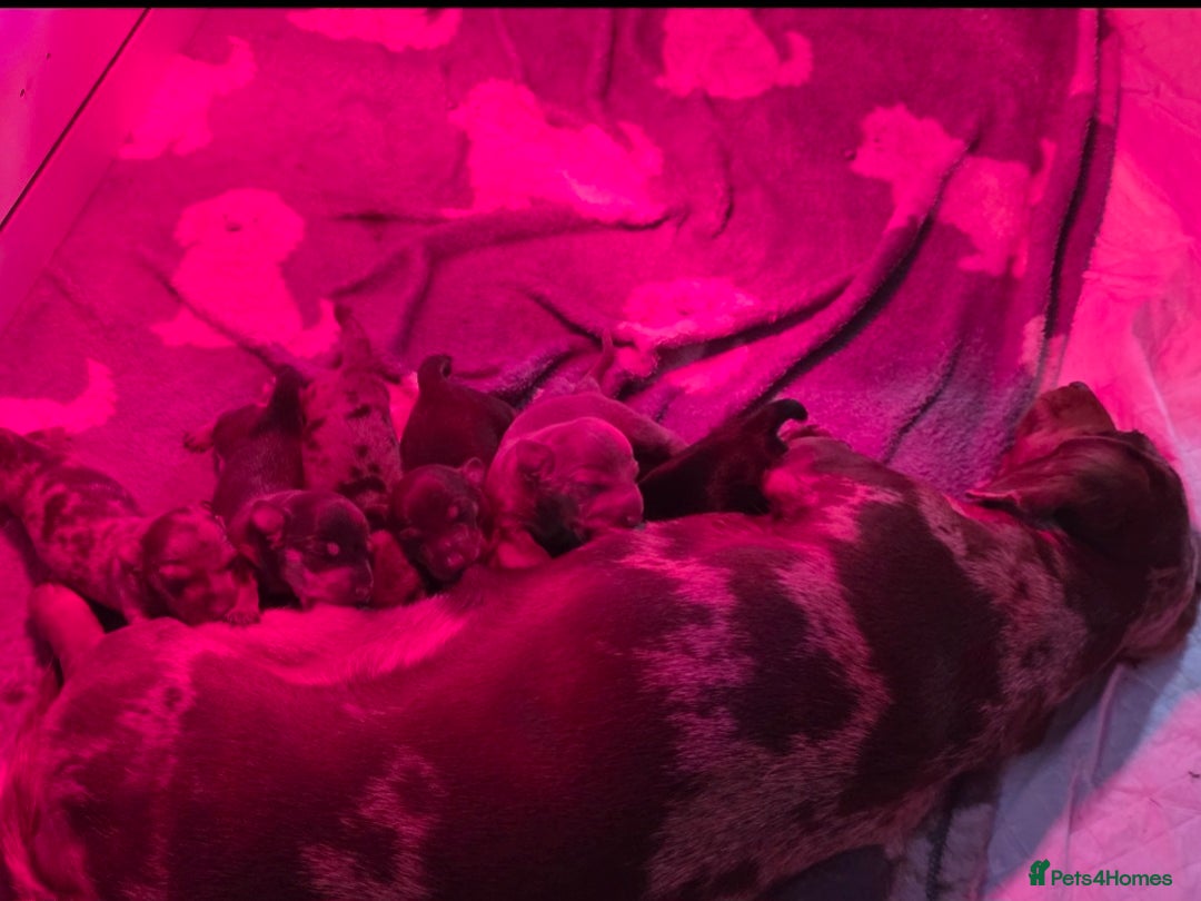 Miniature Dachshund dogs for sale: 3 left mini dachshund BOYS KC READY NOW   - Image 2