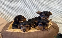 Yorkshire Terrier dogs for sale: Stunning Yorkshire Terrier puppies for sale  - Image 10