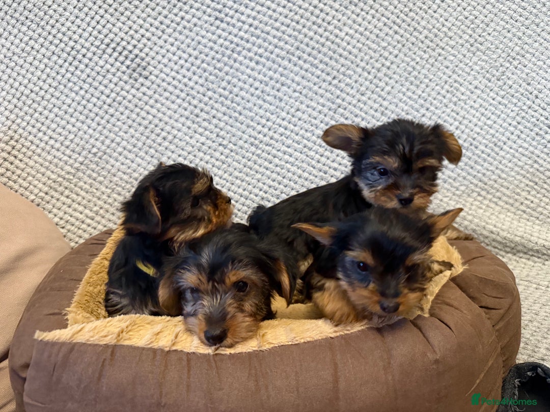 Yorkshire Terrier dogs for sale: Stunning Yorkshire Terrier puppies for sale  - Image 10