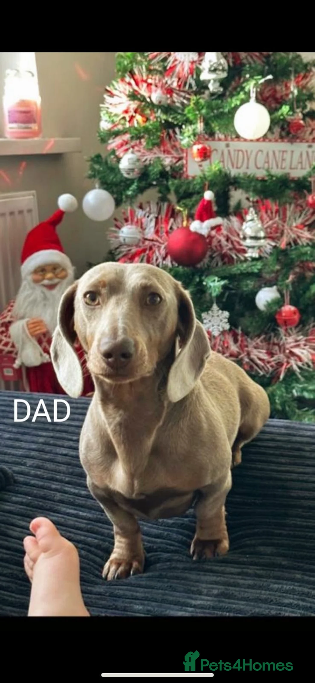 Miniature Dachshund dogs for sale: KC registered smooth hair miniature dachshund  - Advert 8