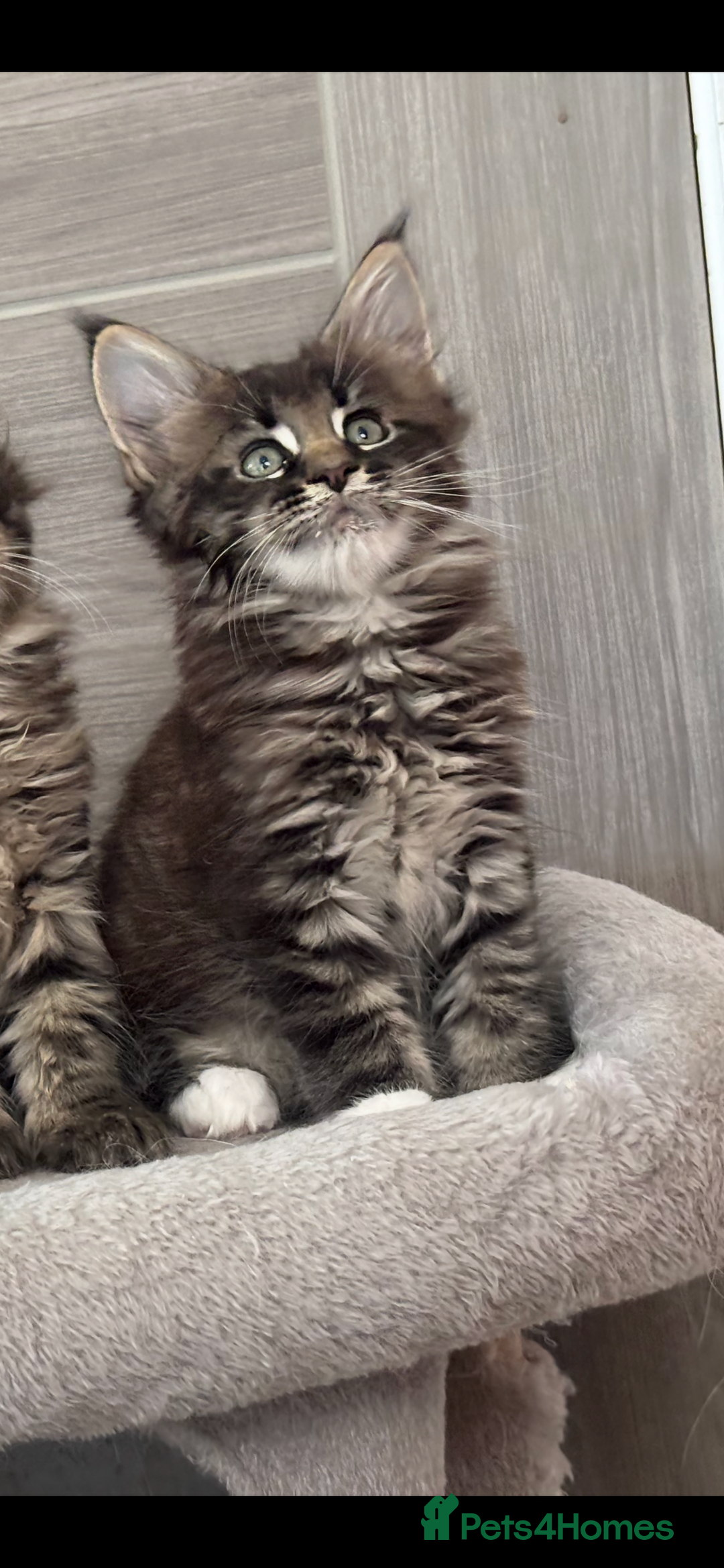 Maine Coon cats for sale: TICA DNA tested 5 Gen Pedigree  - Image 10