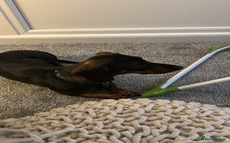 Dachshund dogs for sale: Rehoming 18 month old girl  - Image 2