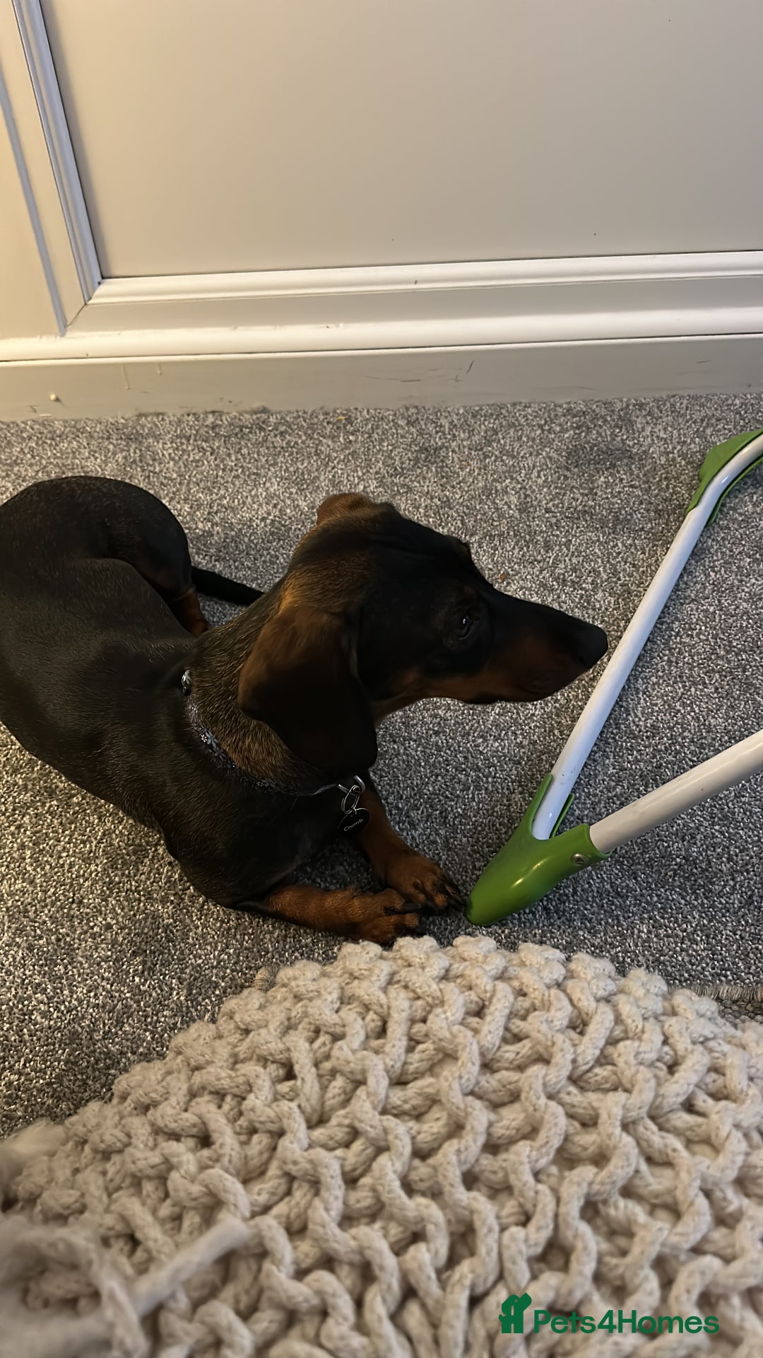 Dachshund dogs for sale: Rehoming 18 month old girl  - Image 2