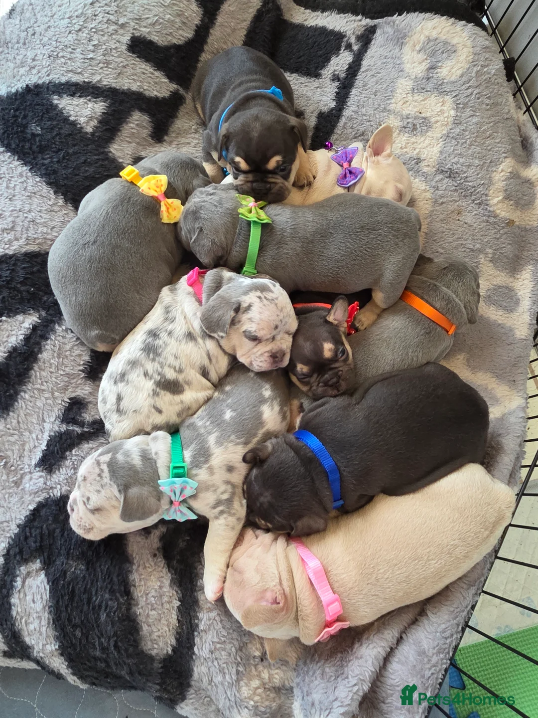 French Bulldog dogs for sale: Beautiful Frenchie puppies - Advert 3