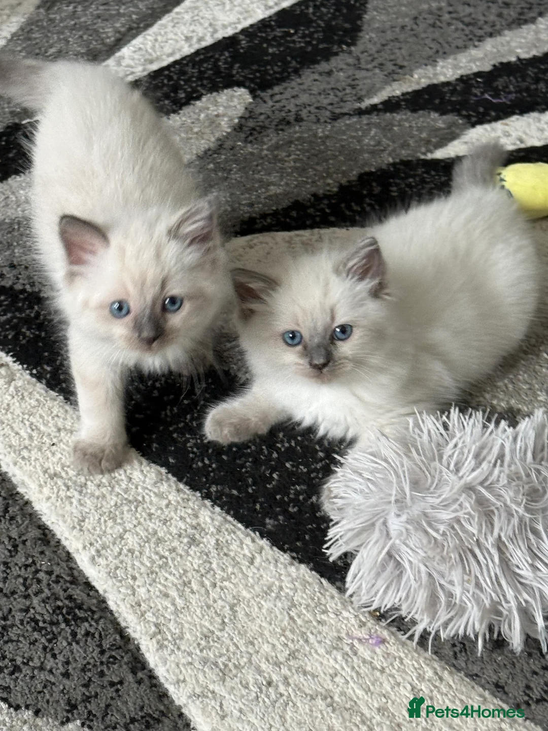 Ragdoll cats for sale: Outstanding bluepoint ragdoll kittens in Stoke-on-Trent - Advert 2